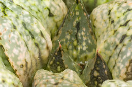 Image of Haworthia emelyae Poelln.