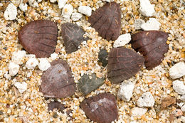 Haworthia springbokvlakensis C. L. Scott resmi