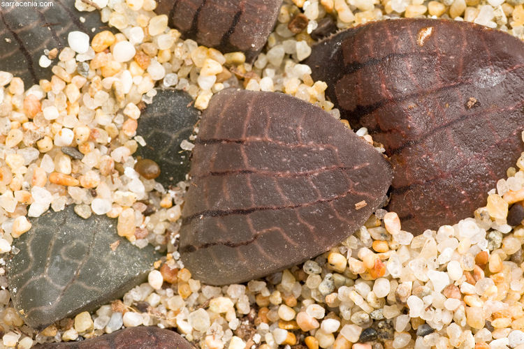 صورة Haworthia springbokvlakensis C. L. Scott