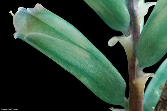 Image of Lachenalia viridiflora W. F. Barker