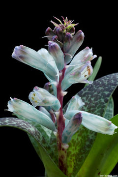 Image of Lachenalia viridiflora W. F. Barker