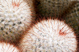 Image of Mammillaria bombycina Quehl