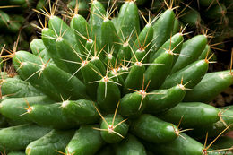 Image of Green-fruit Nipple Cactus