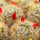 Image of Texas Nipple Cactus