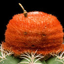 Image of Dwarf Turk's Cap Cactus