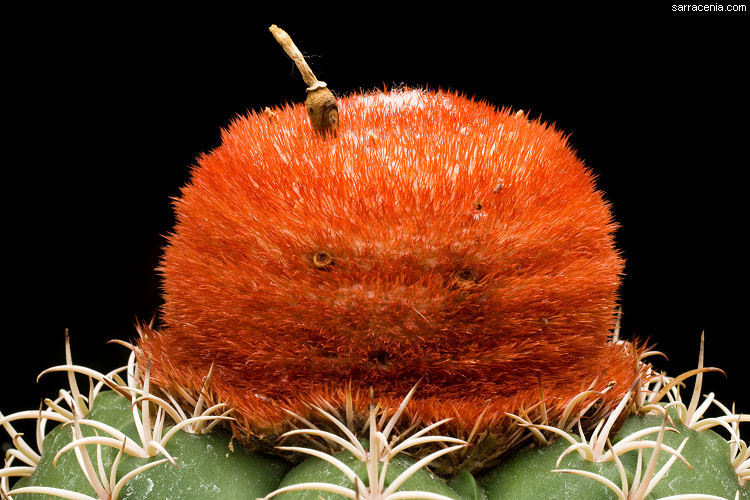 Image of Dwarf Turk's Cap Cactus