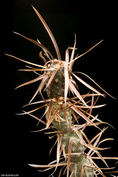 Image of <i>Opuntia articulata</i>