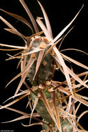 Image of <i>Opuntia articulata</i>