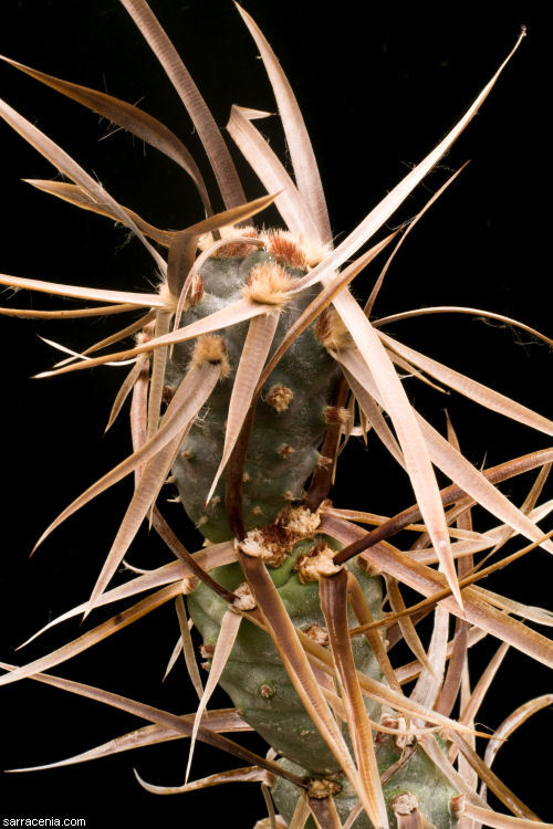 Image of <i>Opuntia articulata</i>