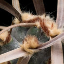 Image of <i>Opuntia articulata</i>