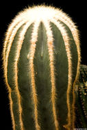 Image of Parodia magnifica (F. Ritter) F. H. Brandt