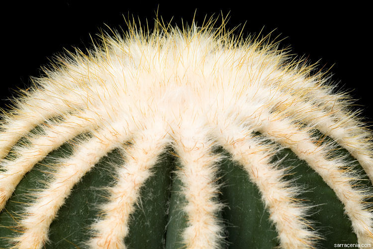 Image of Parodia magnifica (F. Ritter) F. H. Brandt