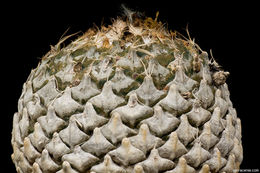 Image of Pine-cone Cactus