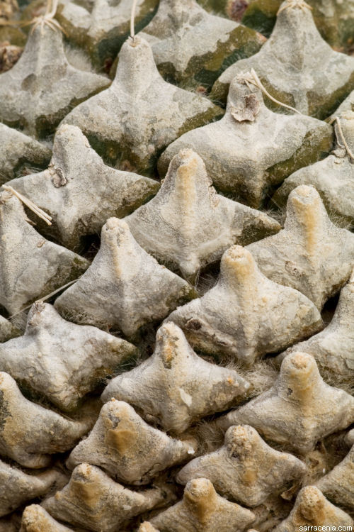 Image of Pine-cone Cactus