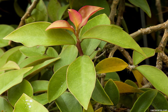 Image of Pereskia sacharosa Griseb.