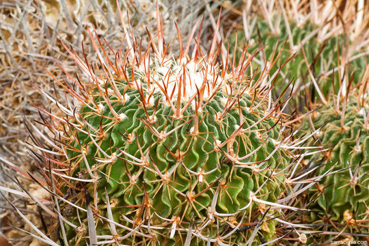Image of Stenocactus multicostatus (Hildm.) A. Berger