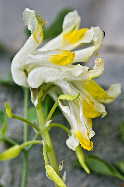 Plancia ëd Pseudofumaria alba (Mill.) Lidén