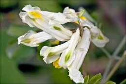 Image of pale corydalis