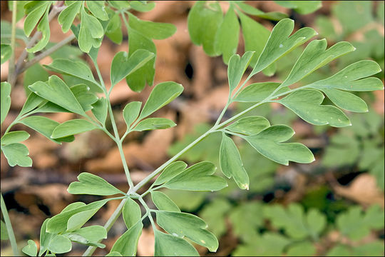 Plancia ëd Pseudofumaria alba (Mill.) Lidén