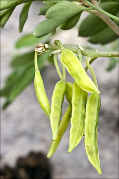 Plancia ëd Pseudofumaria alba (Mill.) Lidén