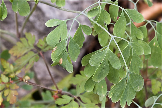 Imagem de Pseudofumaria alba (Mill.) Lidén