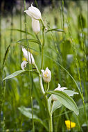 Image of White Helleborine