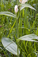 Image of White Helleborine