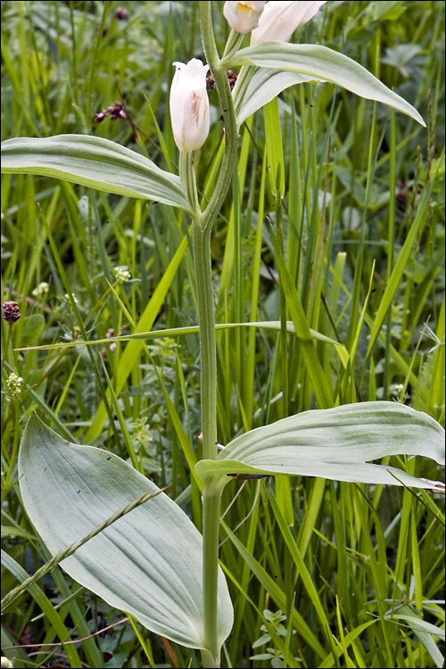 Image of White Helleborine