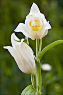 Image of White Helleborine