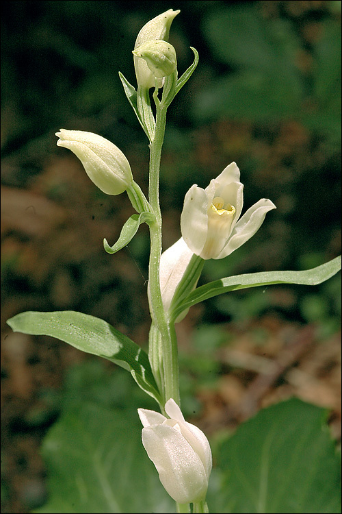 Image of White Helleborine