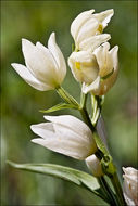 Image of White Helleborine