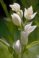 Image of White Helleborine