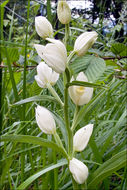 Image of White Helleborine