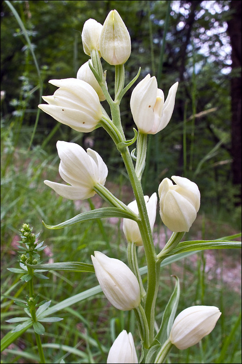 Image of White Helleborine