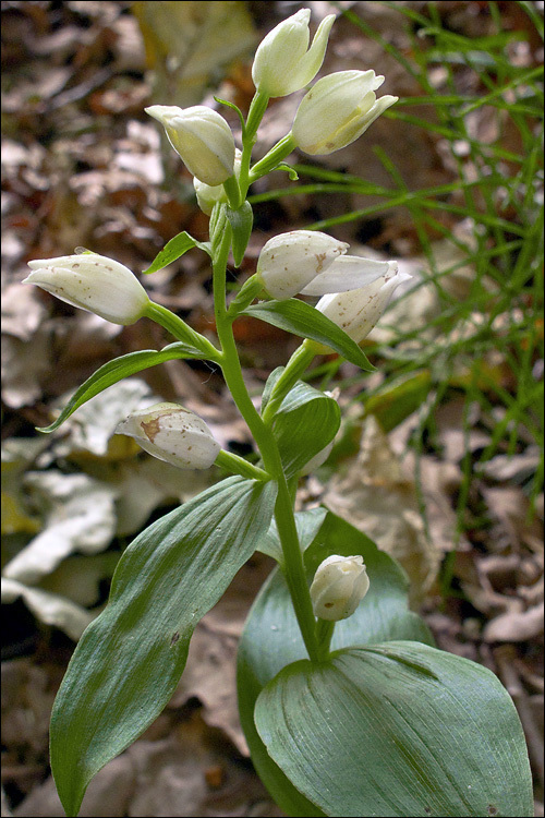 Image of White Helleborine