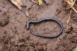 Image of Nicaraguan Highland Worm Salamander