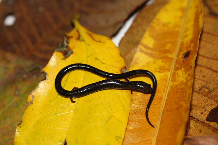 Image of Nicaraguan Highland Worm Salamander