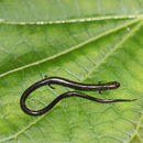 Image of Nicaraguan Highland Worm Salamander