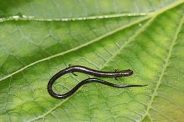 Image of Nicaraguan Highland Worm Salamander