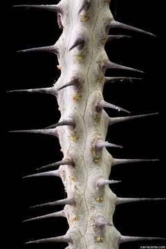 Image of Madagascan ocotillo