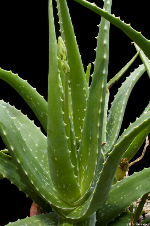 Image of aloe