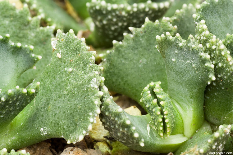 Imagem de Aloinopsis malherbei (L. Bol.) L. Bol.