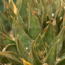 Image of <i>Ariocarpus retusus</i> ssp. <i>trigonus</i>