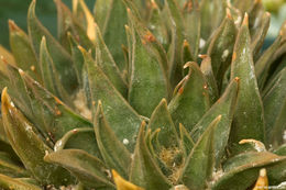 Image of <i>Ariocarpus retusus</i> ssp. <i>trigonus</i>