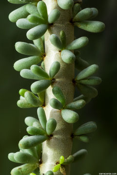 Plancia ëd <i>Ceraria namaquensis</i>