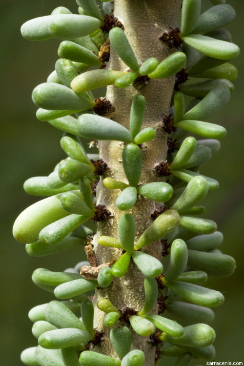 Image of <i>Ceraria namaquensis</i>