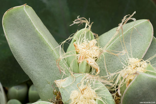 Image of Conophytum herreanthus S. A. Hammer