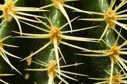 Image of Echinocactus grusonii Hildm.