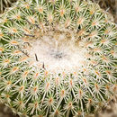 Image of <i>Epithelantha micromeris</i> ssp. <i>unguispina</i>