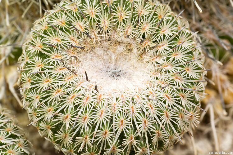 Image of <i>Epithelantha micromeris</i> ssp. <i>unguispina</i>